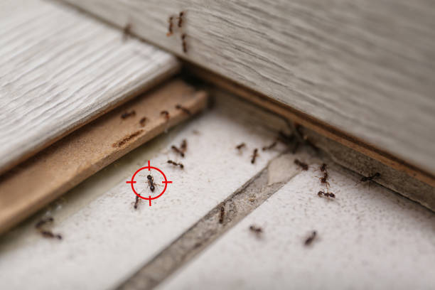 Best Pest Removal Services  in St Albans, WV