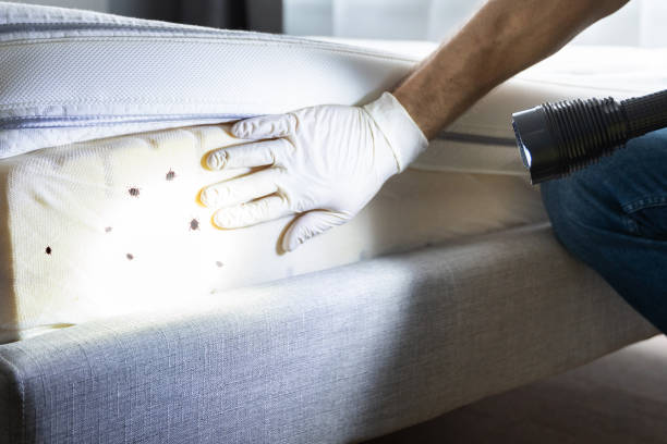 Professional Pest Control in St Albans, WV