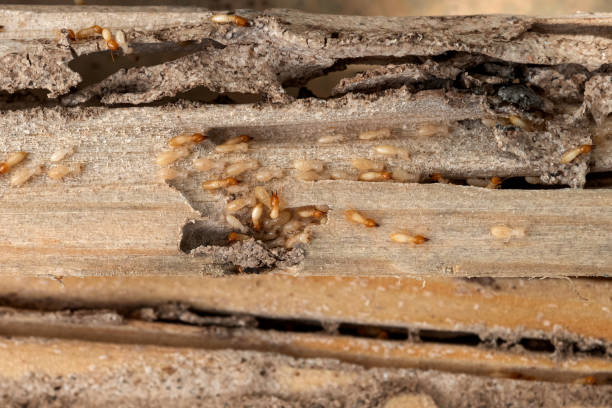 Best Flea Control Services  in St Albans, WV